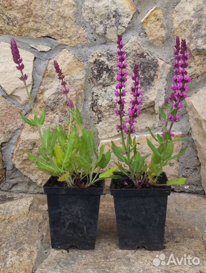 Шалфей дубравный