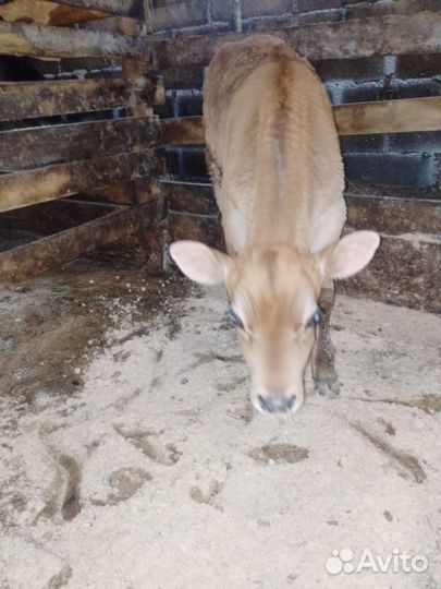 Продам бычка