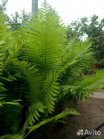 Папоротник