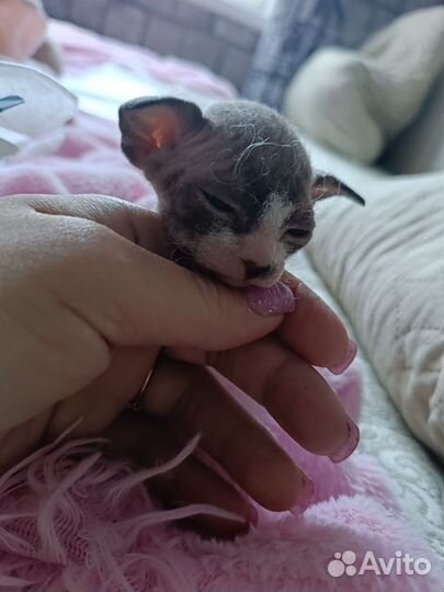 Донской сфинкс котята