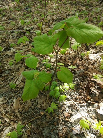 Продаю саженцы липы купить в Самаре | Товары для дома и дачи | Авито
