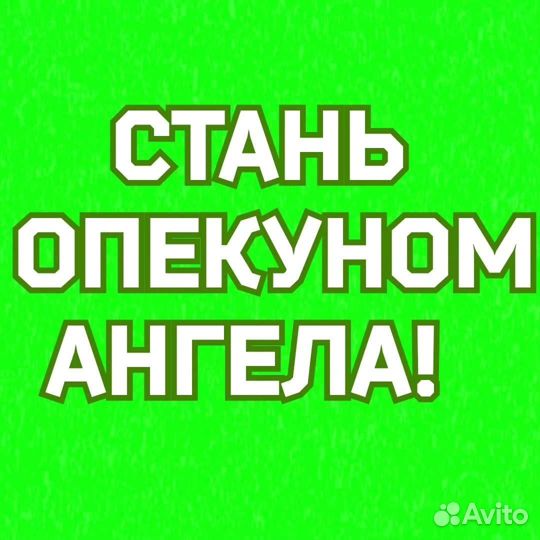 Собаки из приюта