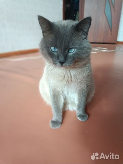 Котик для вязки