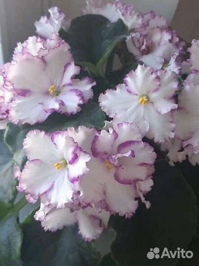 Набор деток фиалок 5 шт
