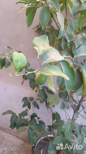 Лимон дерево