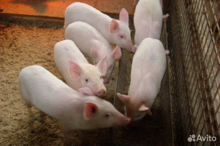 Продам поросят