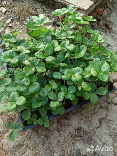 Клубника ремонтантная