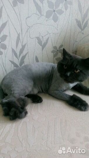 Стрижка кошек,только с выездом к вам на дом