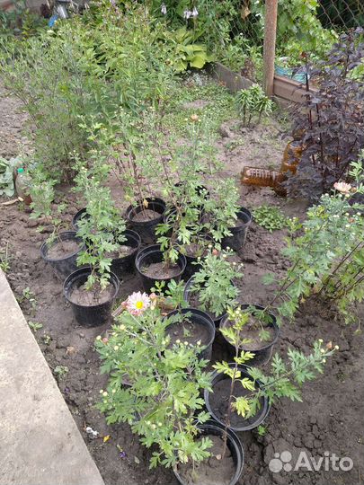 Ива пурпурная и Хризантема, каприфоль