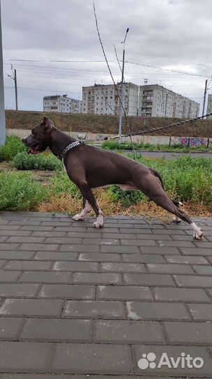 Питбуль. Вязка