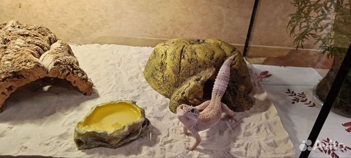 Геккон эублефар