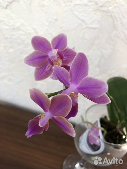 Орхидея фаленопсис