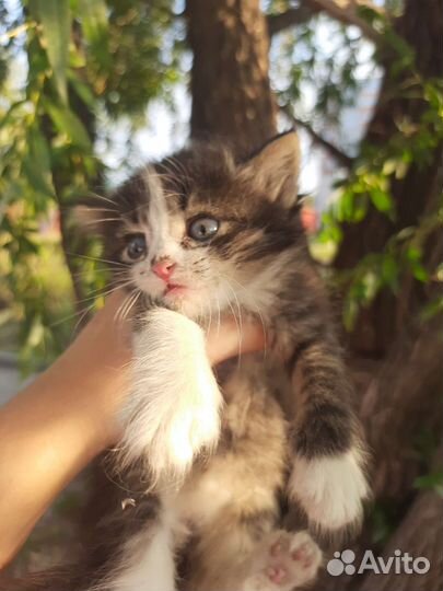 Котенок мальчик