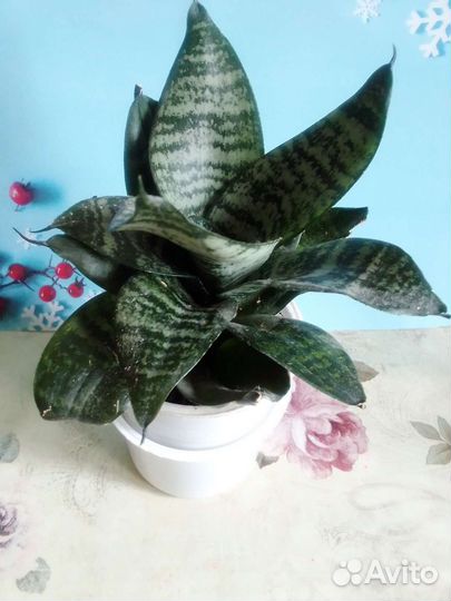 Сансиеверия