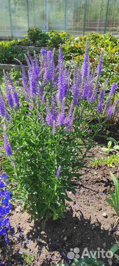 Цветы для сада