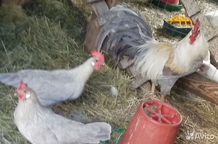 Леггорн изабелла