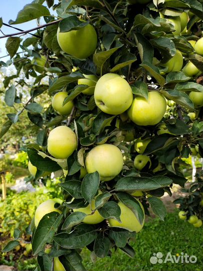Яблоки Папировка скрещенная