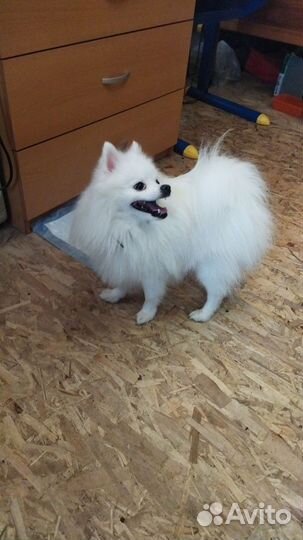 Немецкий шпиц вязка мальчик