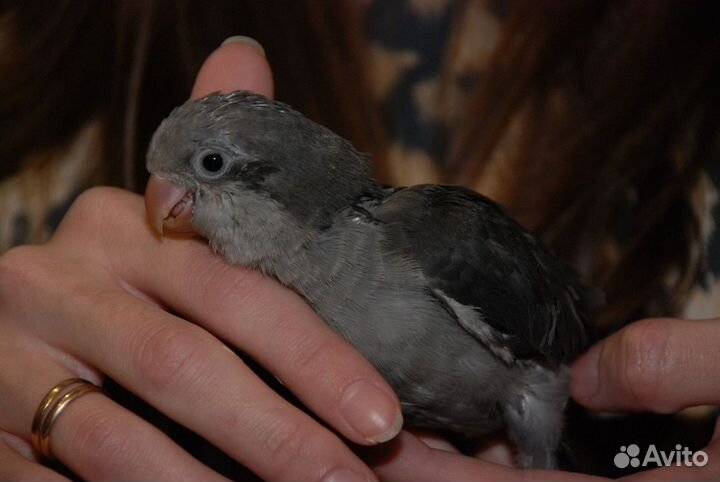 Калита Монах серый