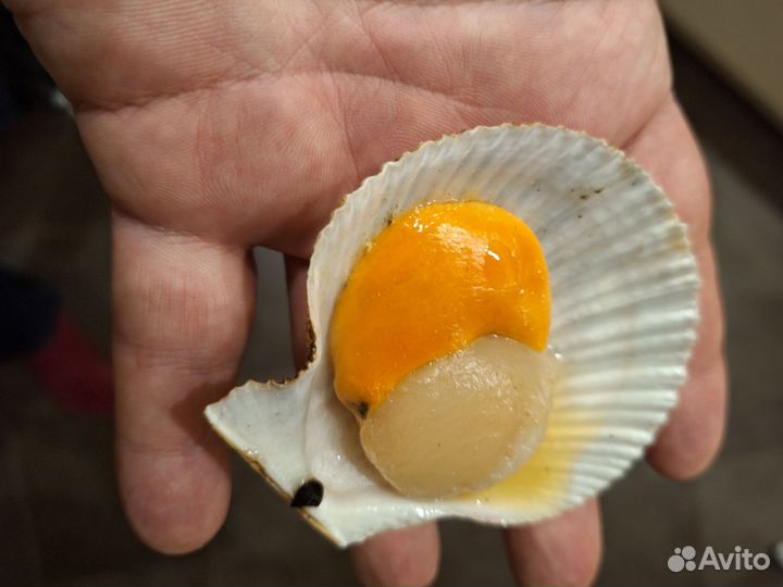 Гребешок на створке