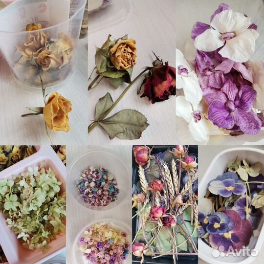 Сухоцветы для творчества