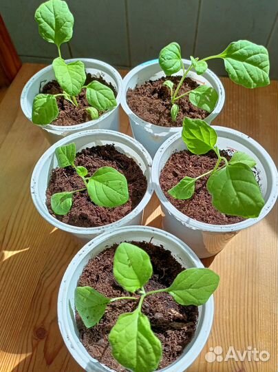 Рассада овощей