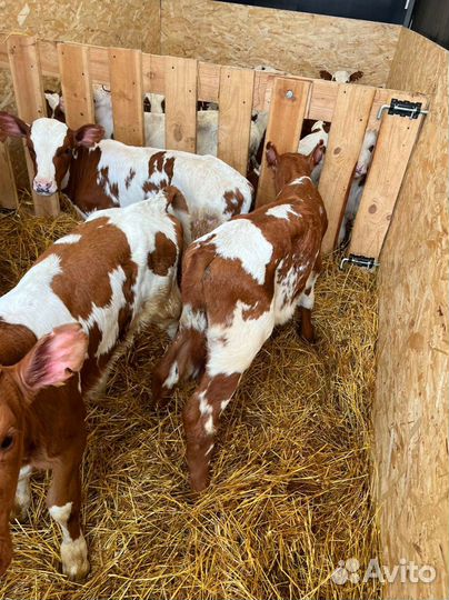 Телята с доставкой до двора за наш счёт