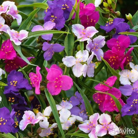 Цветок Богородицы - многолетнее садовое растение