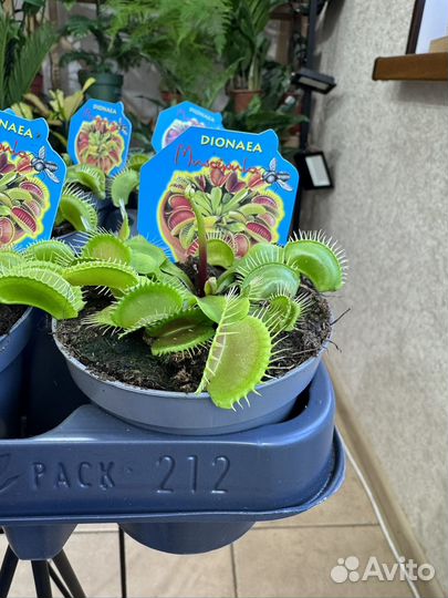 Дионея мухоловка - хищник