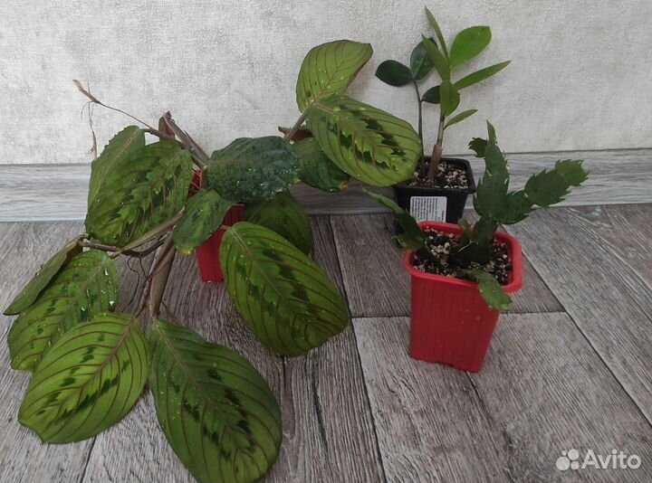 Продам комнатные растения