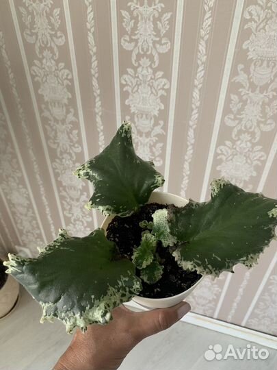 Фиалка белая Королевская