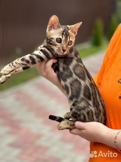 Бенгальский котик