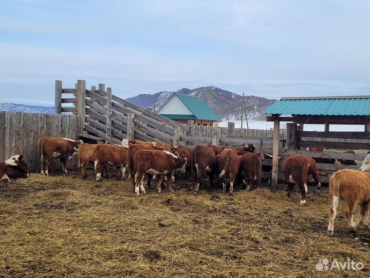 Продам бычков