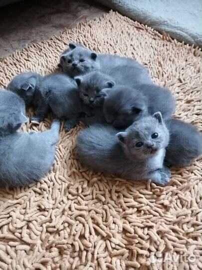 Шотландская