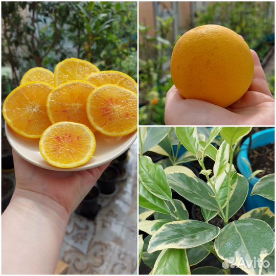 Цитрусы с плодами, сладкий лимон