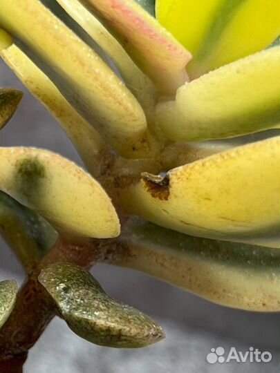 Древовидные крассулы