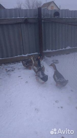 Яйца куриные,гусиные, на инкубацию