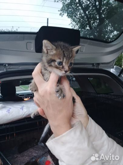 Чудесные малявочки котята тигрята