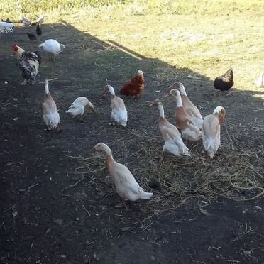 Утки индийский бегунок
