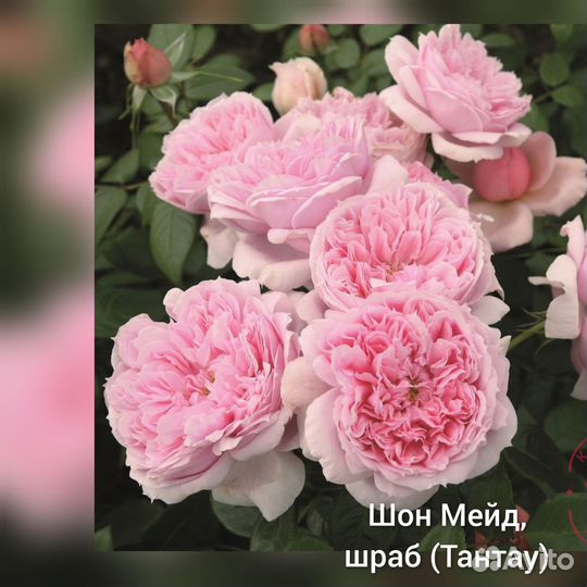 Саженцы роз