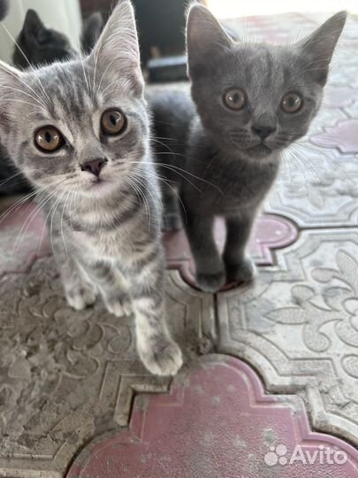 Британские котята