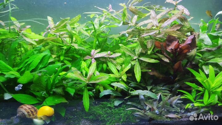 Гигрофила узорчатая