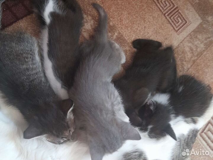 Котята