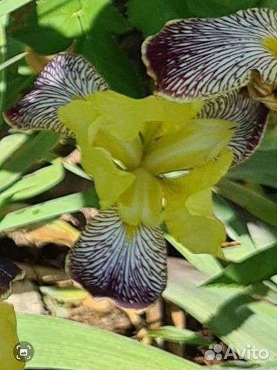 Ирис Лорелей, хоста зеленая