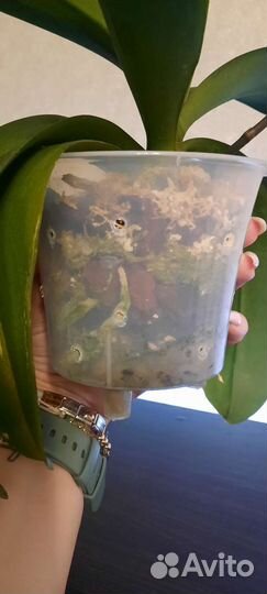 Орхидея фаленопсис бабочка