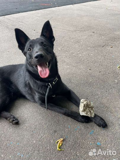 Метис малинуа в добрые руки