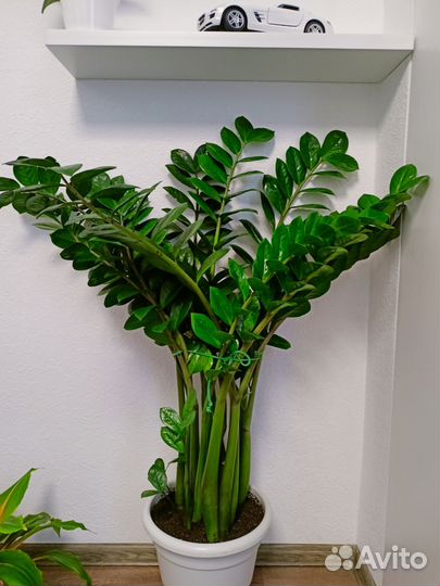 Замиокулькас