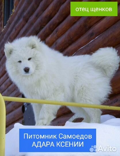 Самоеды