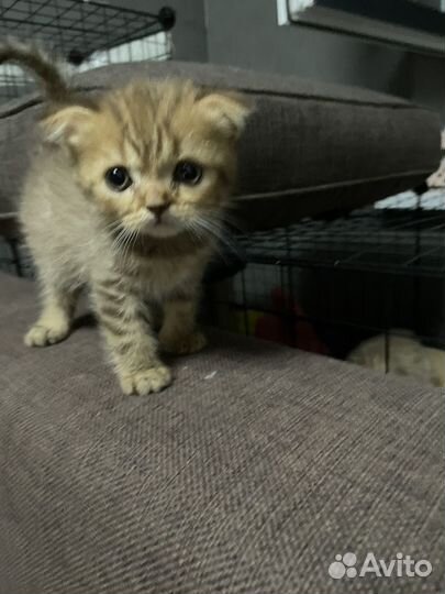 Шотладские котята