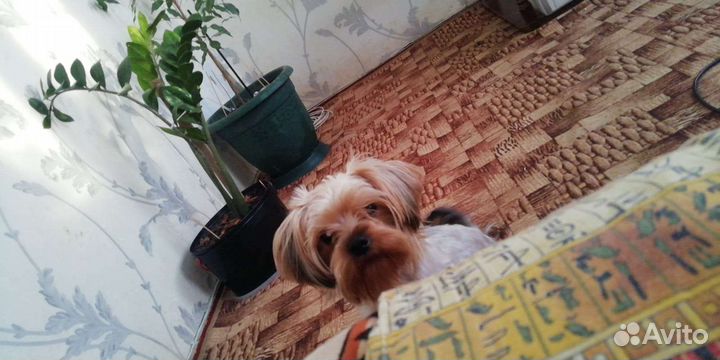 Йоркширский терьер